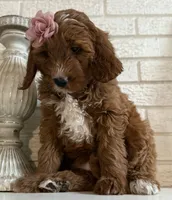 Mini Female 4- Lil, a female Miniature Goldendoodle for sale in Denton, TX – 4 of 5