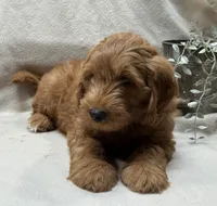 Mini Male 4 ChooChoo, a male Goldendoodle and Miniature Goldendoodle for sale in Denton, TX – 4 of 6