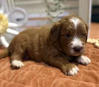 Mini Female 5- Barbara Jean, a female Miniature Goldendoodle for sale in Denton, TX – 2 of 7