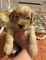 Mini Male 1- Georgie, a male Goldendoodle for sale in Denton, TX – 5 of 7