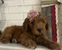 Mini Female 1- Roxanne , a female Miniature Goldendoodle for sale in Denton, TX – 5 of 7