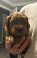 Mini Female 1- Roxanne, a female Goldendoodle for sale in Denton, TX – 3 of 6