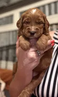 Mini Female 4- Lil, a female Goldendoodle for sale in Denton, TX – 2 of 7