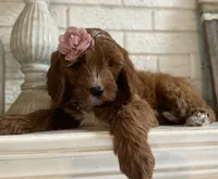 Mini Female 4- Lil, a female Miniature Goldendoodle for sale in Denton, TX – 2 of 5