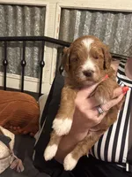 Mini Female 5- Barbara Jean, a female Miniature Goldendoodle for sale in Denton, TX – 4 of 7