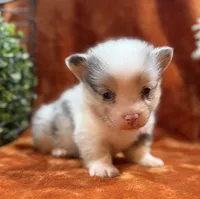 Female 3- Blue Eyed Sage, a female Pembroke Welsh Corgi for sale in Denton, TX – 2 of 6