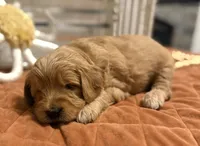 Mini Male 1- Georgie, a male Goldendoodle for sale in Denton, TX – 7 of 7