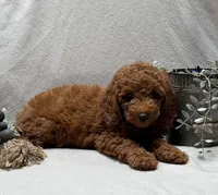 F1b Micro Mini Male 3, a male Goldendoodle and Miniature Goldendoodle for sale in Denton, TX – 2 of 5