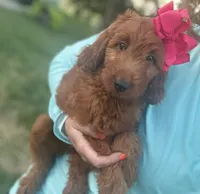 Mini Female 2- Roxy, a female Irish Doodle for sale in Denton, TX – 3 of 4
