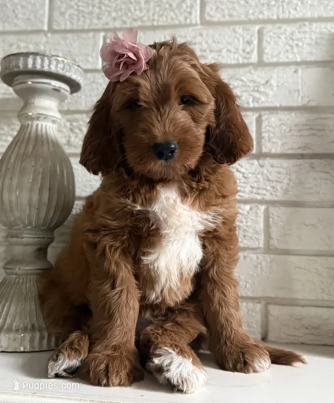 Mini Female 6- Birtha – Goldendoodle puppy for sale in Denton, TX