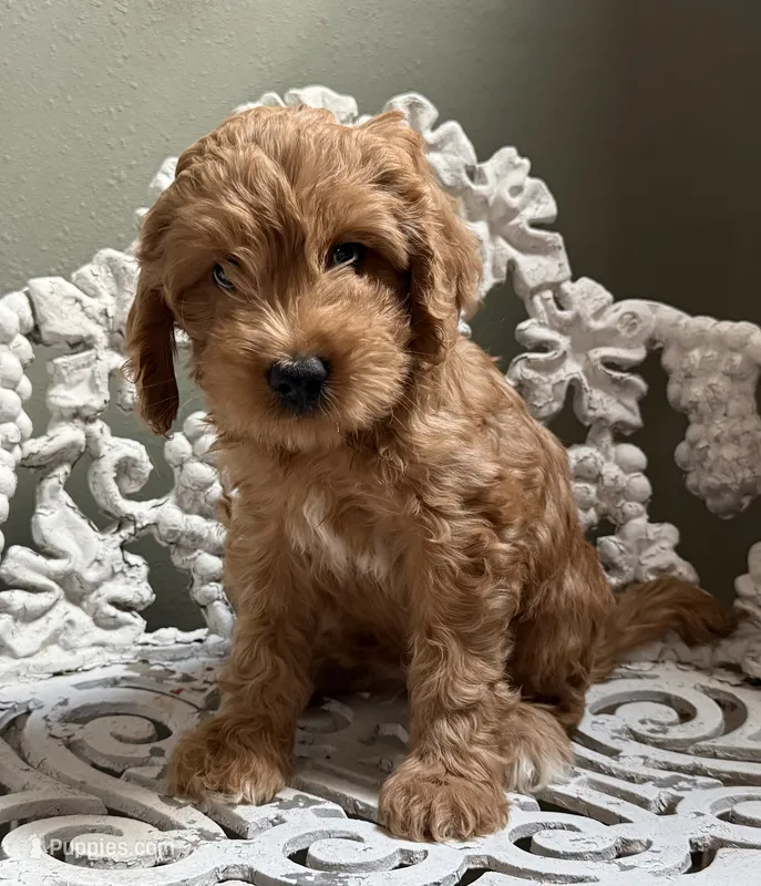 Mini Male 1 Maverick  – Goldendoodle, Miniature Goldendoodle puppy for sale in Denton, TX