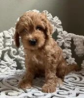Mini Male 1 Maverick , a male Goldendoodle and Miniature Goldendoodle for sale in Denton, TX – 1 of 6