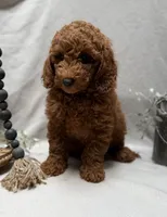 F1b Micro Mini Male 3, a male Goldendoodle and Miniature Goldendoodle for sale in Denton, TX – 5 of 5