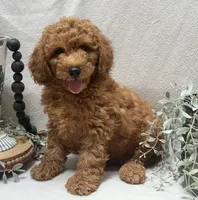 F1b Micro Mini Male 1, a male Goldendoodle and Miniature Goldendoodle for sale in Denton, TX – 4 of 5