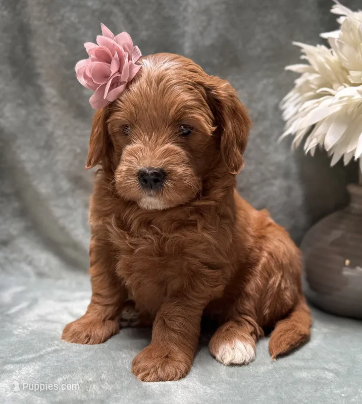 Mini Female 3- Riz – Miniature Goldendoodle puppy for sale in Denton, TX
