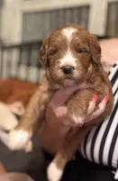 Mini Female 5- Barbara Jean, a female Miniature Goldendoodle for sale in Denton, TX – 3 of 7