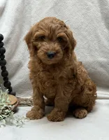 Mini Male 3 Rice Crispie, a male Goldendoodle and Miniature Goldendoodle for sale in Denton, TX – 1 of 4