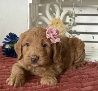Mini Female 2- Cocoa, a female Miniature Goldendoodle for sale in Denton, TX – 1 of 5