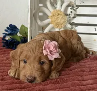 Mini Female 2- Cocoa, a female Miniature Goldendoodle for sale in Denton, TX – 2 of 5