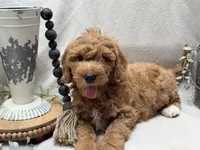 Mini Male 1 Rex, a male Goldendoodle and Miniature Goldendoodle for sale in Denton, TX – 5 of 5