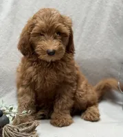 F1b Micro Mini Male 5, a male Goldendoodle and Miniature Goldendoodle for sale in Denton, TX – 2 of 6