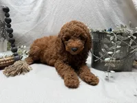 F1b Micro Mini Male 3, a male Goldendoodle and Miniature Goldendoodle for sale in Denton, TX – 4 of 5