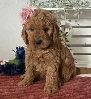 Mini Female 1 - Ginger, a female Miniature Goldendoodle for sale in Denton, TX – 4 of 5