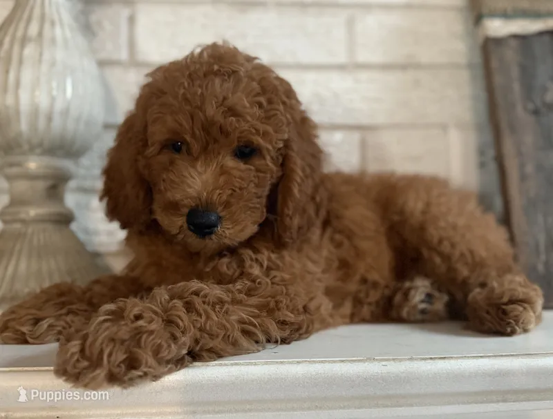 F1b Micro Mini Male 1 – Goldendoodle, Miniature Goldendoodle puppy for sale in Denton, TX