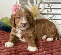 Mini Female 3- Queenie, a female Goldendoodle for sale in Denton, TX – 3 of 5