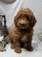 F1b Micro Mini Male 2, a male Goldendoodle and Miniature Goldendoodle for sale in Denton, TX – 5 of 5