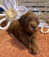 Mini Female 1- Roxanne, a female Goldendoodle for sale in Denton, TX – 6 of 6