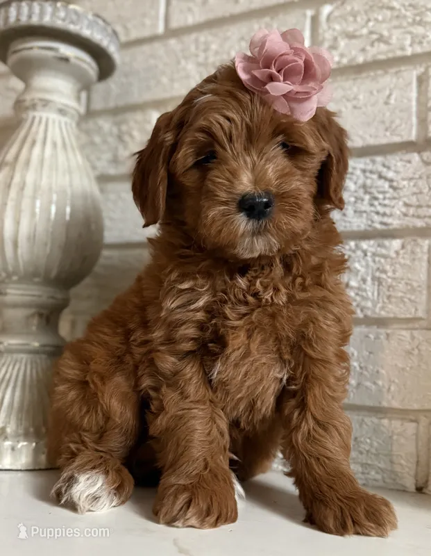 Mini Female 3- Riz – Goldendoodle puppy for sale in Denton, TX