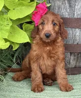 Mini Female 2- Roxy, a female Irish Doodle for sale in Denton, TX – 4 of 4