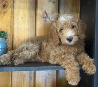 Mini Male 1 Dallas, a male Goldendoodle and Miniature Goldendoodle for sale in Denton, TX – 2 of 7