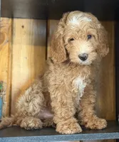 Mini Male 1 Dallas, a male Goldendoodle and Miniature Goldendoodle for sale in Denton, TX – 7 of 7