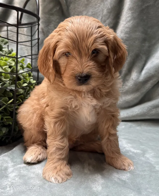 Mini Male 1- Georgie – Goldendoodle puppy for sale in Denton, TX