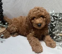 F1b Micro Mini Male 1, a male Goldendoodle and Miniature Goldendoodle for sale in Denton, TX – 3 of 5