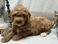 Mini Male 1 Rex, a male Goldendoodle and Miniature Goldendoodle for sale in Denton, TX – 4 of 5