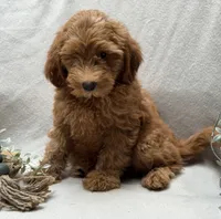 F1b Micro Mini Male 5, a male Goldendoodle and Miniature Goldendoodle for sale in Denton, TX – 6 of 6