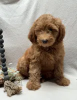 F1b Micro Mini Male 5, a male Goldendoodle and Miniature Goldendoodle for sale in Denton, TX – 3 of 6