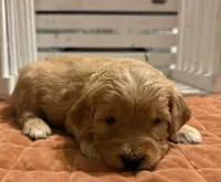 Mini Male 1- Georgie, a male Goldendoodle for sale in Denton, TX – 2 of 7