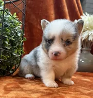 Female 2- Blue Eyed Gwen, a female Pembroke Welsh Corgi for sale in Denton, TX – 2 of 7
