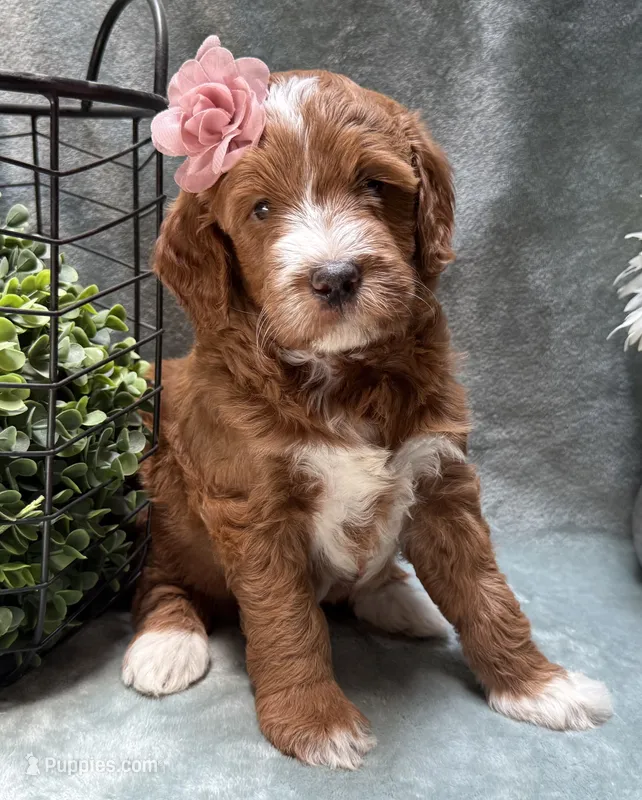 Mini Female 5- Barbara Jean – Miniature Goldendoodle puppy for sale in Denton, TX