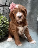 Mini Female 5- Barbara Jean, a female Miniature Goldendoodle for sale in Denton, TX – 1 of 6