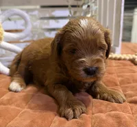 Mini Female 3- Riz, a female Miniature Goldendoodle for sale in Denton, TX – 1 of 6