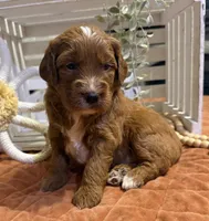 Mini Female 4- Lil, a female Miniature Goldendoodle for sale in Denton, TX – 6 of 7