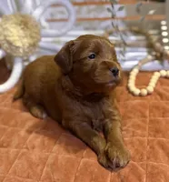 Mini Female 1- Roxanne , a female Miniature Goldendoodle for sale in Denton, TX – 6 of 6