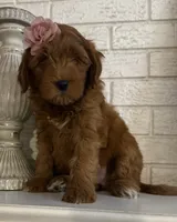 Mini Female 1- Roxanne , a female Miniature Goldendoodle for sale in Denton, TX – 1 of 7