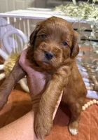 Mini Female 1- Roxanne, a female Goldendoodle for sale in Denton, TX – 5 of 6