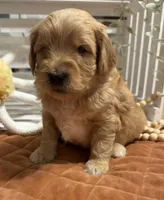 Mini Male 1- Georgie, a male Goldendoodle for sale in Denton, TX – 6 of 7